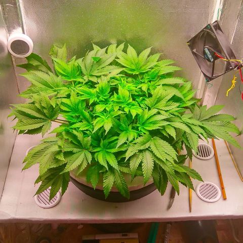 Gorilla Zkittlez growlog timeline photo