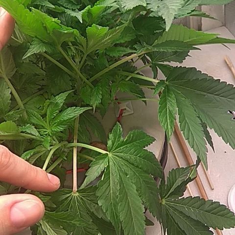 Gorilla Zkittlez growlog timeline photo
