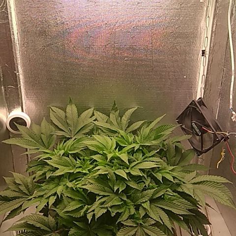 Gorilla Zkittlez growlog timeline photo