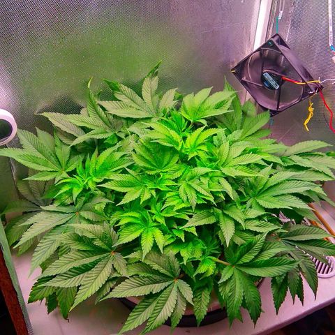 Gorilla Zkittlez growlog timeline photo