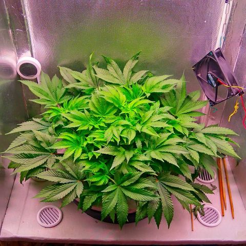 Gorilla Zkittlez growlog timeline photo