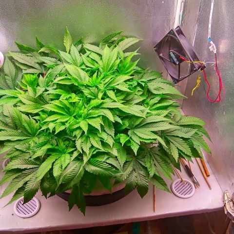 Gorilla Zkittlez growlog timeline photo