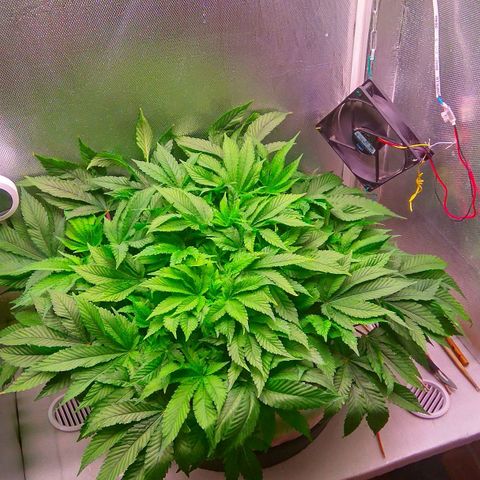 Gorilla Zkittlez growlog timeline photo