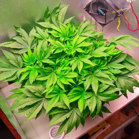 Gorilla Zkittlez growlog timeline photo