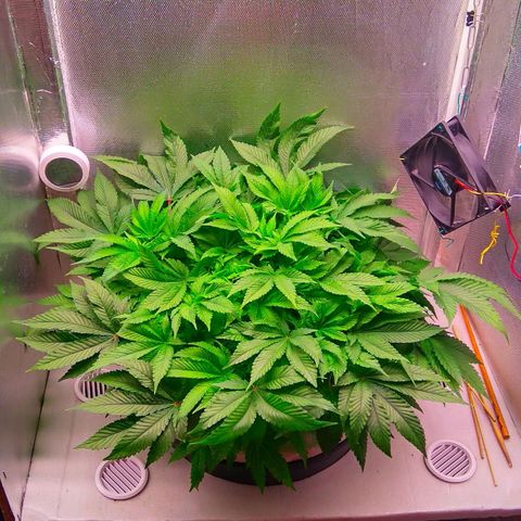 Gorilla Zkittlez growlog timeline photo