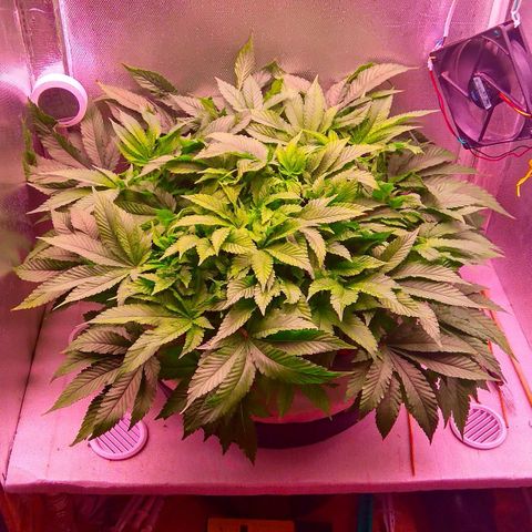 Gorilla Zkittlez growlog timeline photo