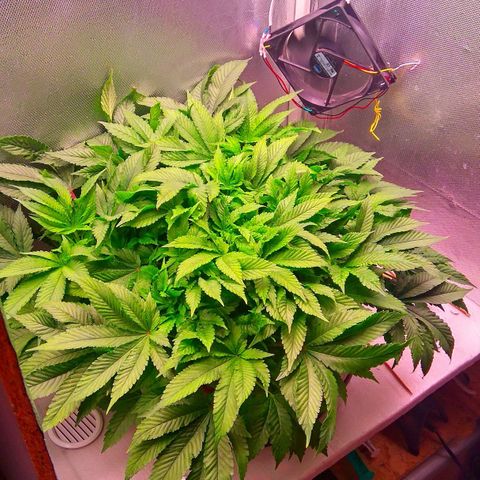 Gorilla Zkittlez growlog timeline photo