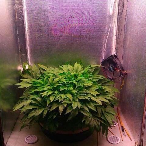 Gorilla Zkittlez growlog timeline photo
