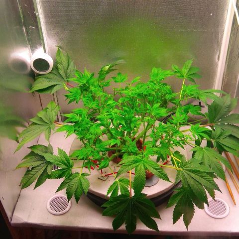 Gorilla Zkittlez growlog timeline photo