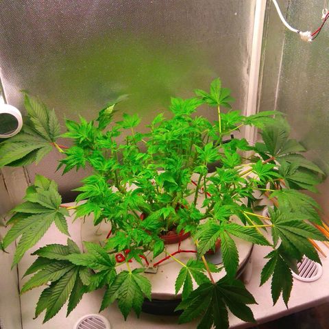 Gorilla Zkittlez growlog timeline photo