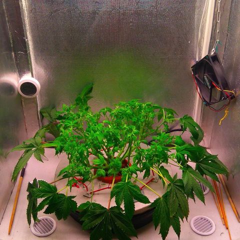 Gorilla Zkittlez growlog timeline photo