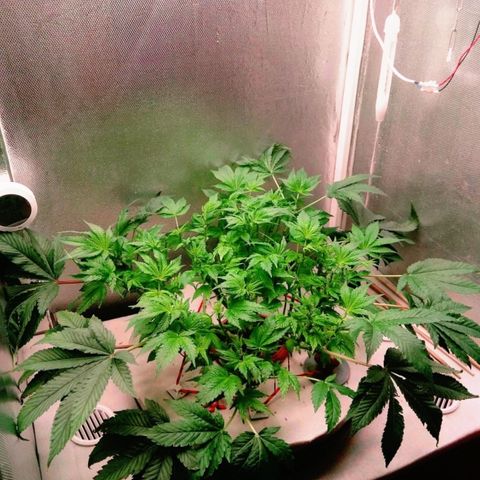 Gorilla Zkittlez growlog timeline photo