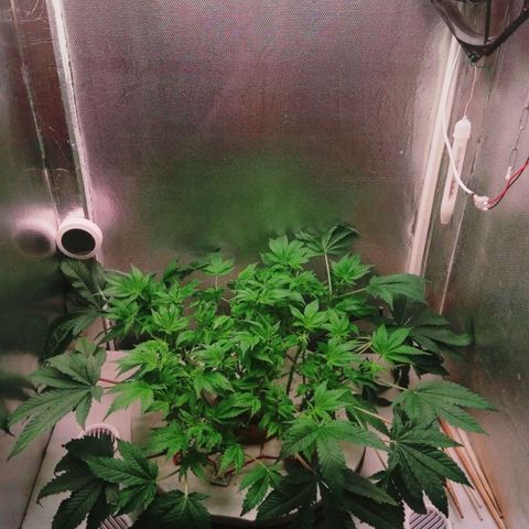 Gorilla Zkittlez growlog timeline photo
