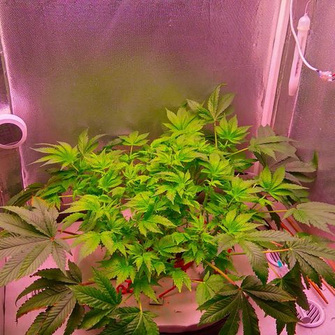 Gorilla Zkittlez growlog timeline photo