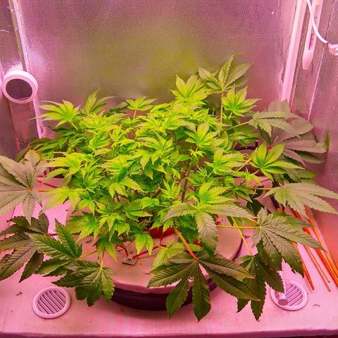 Gorilla Zkittlez growlog timeline photo