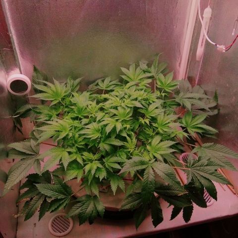 Gorilla Zkittlez growlog timeline photo