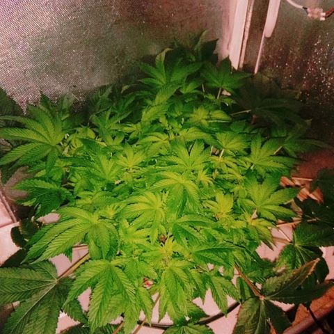 Gorilla Zkittlez growlog timeline photo