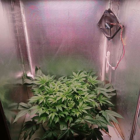 Gorilla Zkittlez growlog timeline photo