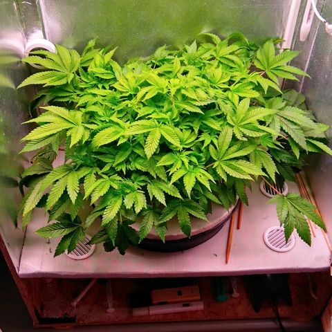 Gorilla Zkittlez growlog timeline photo