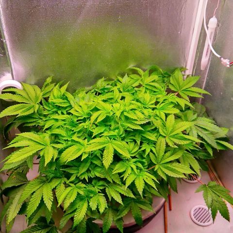 Gorilla Zkittlez growlog timeline photo