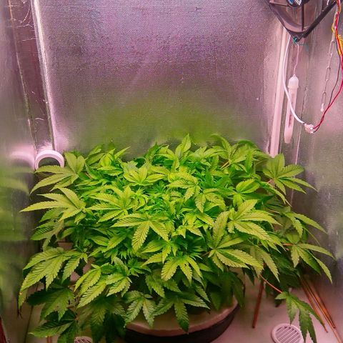 Gorilla Zkittlez growlog timeline photo