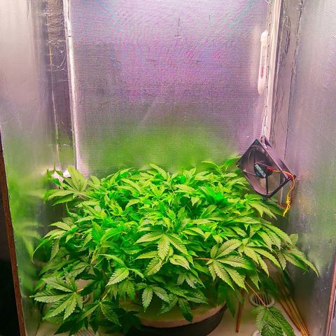 Gorilla Zkittlez growlog timeline photo