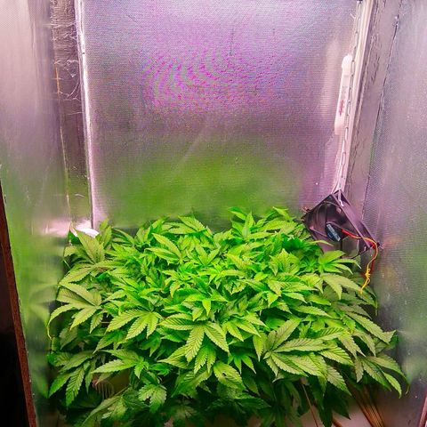 Gorilla Zkittlez growlog timeline photo