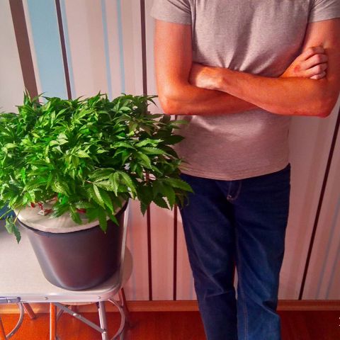 Gorilla Zkittlez growlog timeline photo