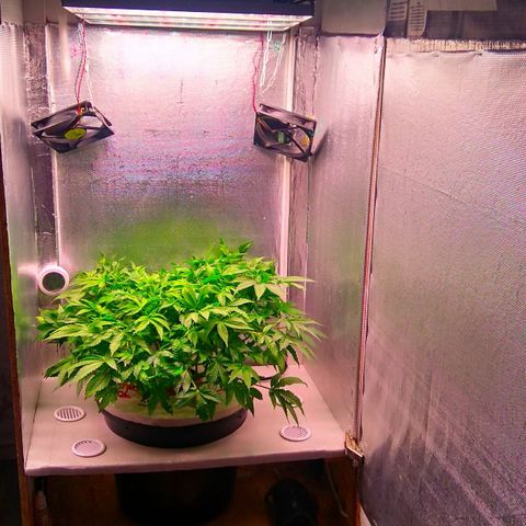 Gorilla Zkittlez growlog timeline photo