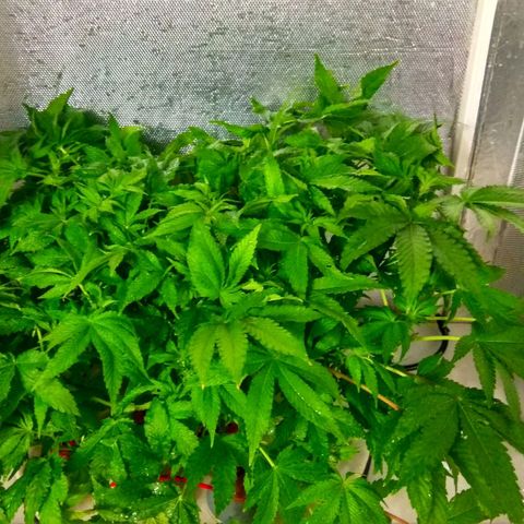 Gorilla Zkittlez growlog timeline photo