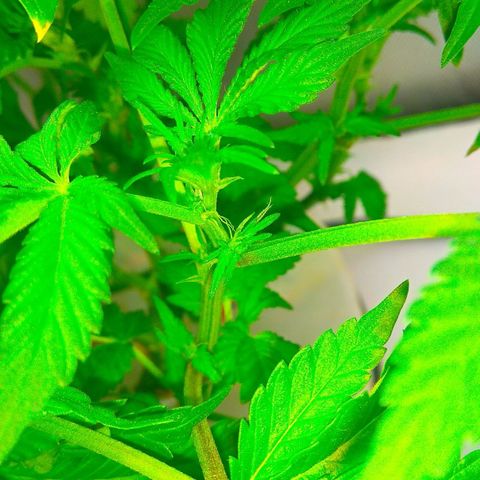 Gorilla Zkittlez growlog timeline photo
