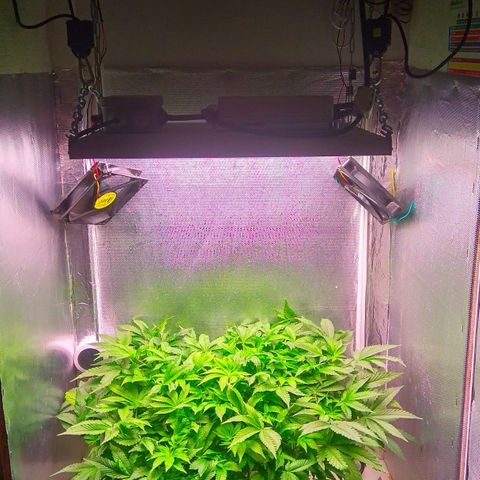 Gorilla Zkittlez growlog timeline photo