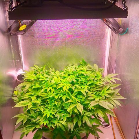 Gorilla Zkittlez growlog timeline photo