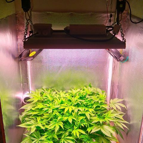 Gorilla Zkittlez growlog timeline photo