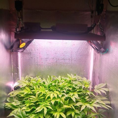 Gorilla Zkittlez growlog timeline photo