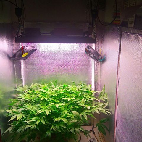 Gorilla Zkittlez growlog timeline photo