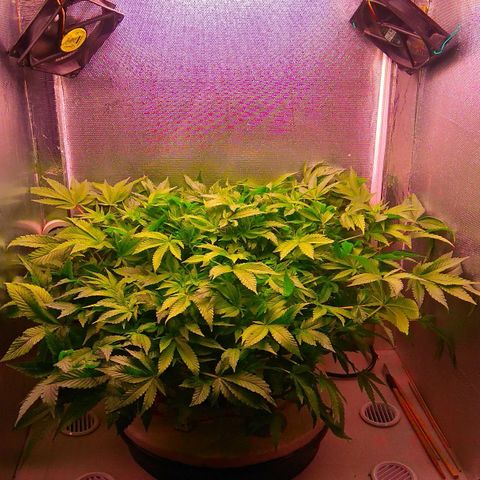 Gorilla Zkittlez growlog timeline photo