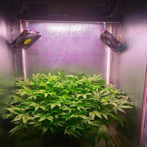 Gorilla Zkittlez growlog timeline photo