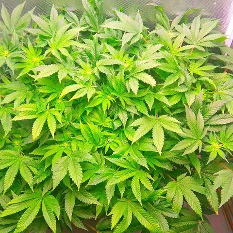 Gorilla Zkittlez growlog timeline photo