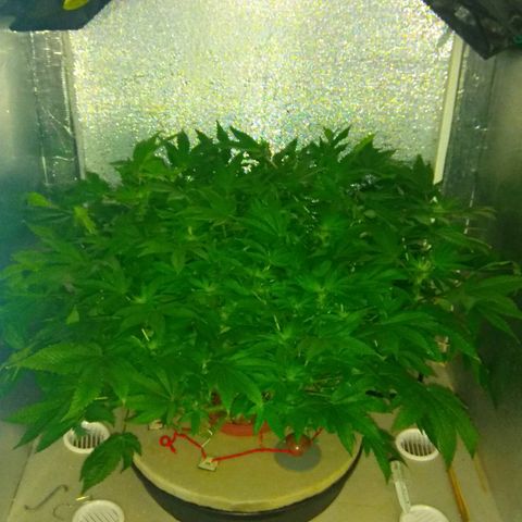 Gorilla Zkittlez growlog timeline photo