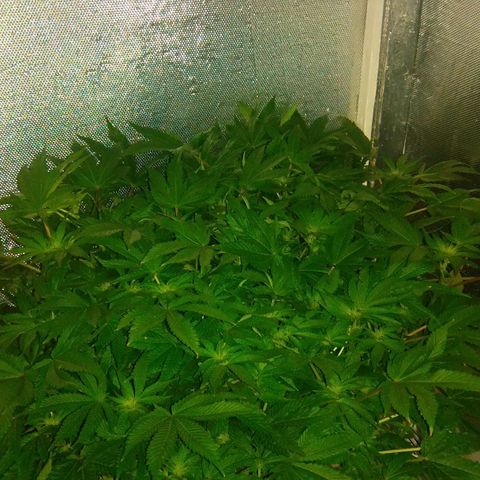 Gorilla Zkittlez growlog timeline photo