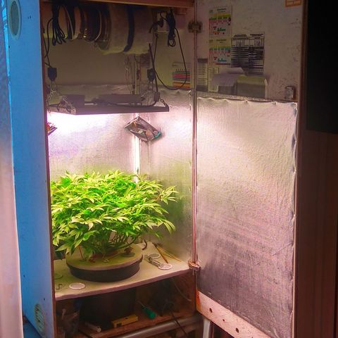 Gorilla Zkittlez growlog timeline photo