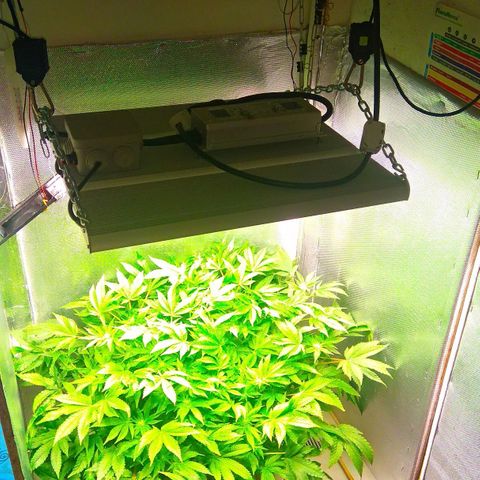 Gorilla Zkittlez growlog timeline photo