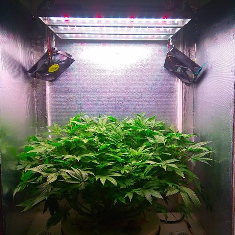 Gorilla Zkittlez growlog timeline photo