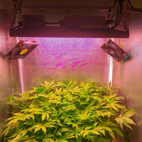 Gorilla Zkittlez growlog timeline photo