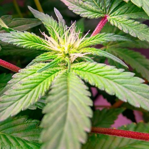 Gorilla Zkittlez growlog timeline photo