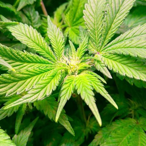 Gorilla Zkittlez growlog timeline photo