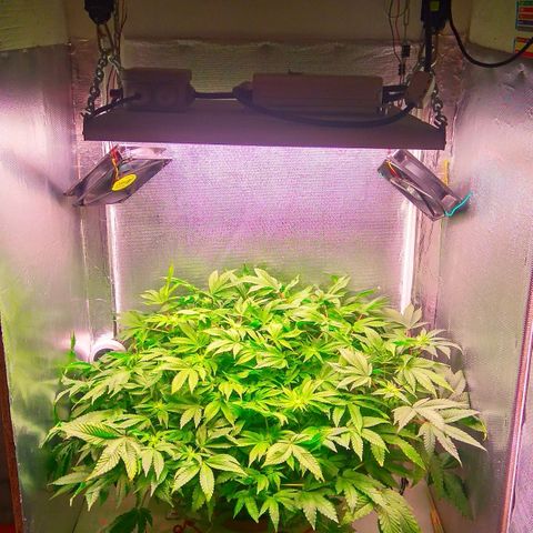 Gorilla Zkittlez growlog timeline photo