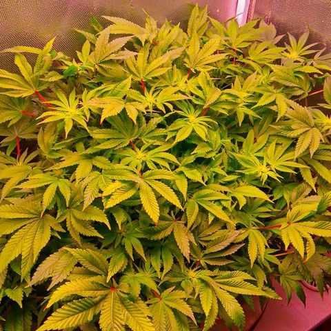 Gorilla Zkittlez growlog timeline photo
