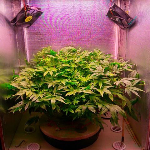 Gorilla Zkittlez growlog timeline photo